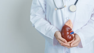 Doctor holding Anatomical kidney Adrenal gland model. disease of