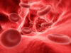 Blood cells in the vein