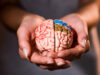 cropped shot of woman holding brain model in hands