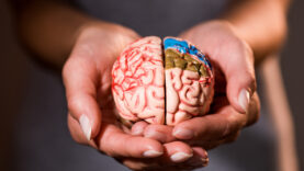 cropped shot of woman holding brain model in hands