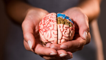 cropped shot of woman holding brain model in hands